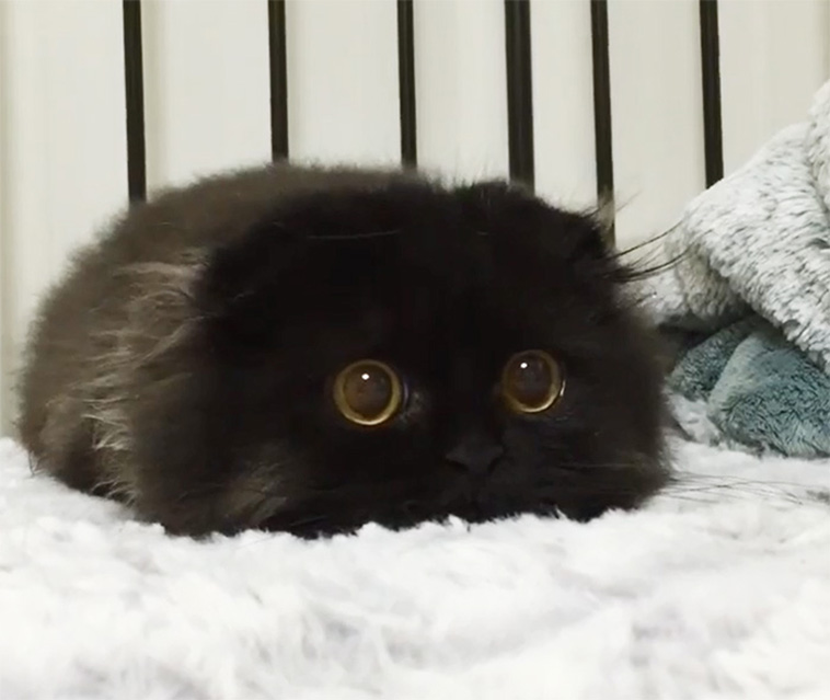 cute cats