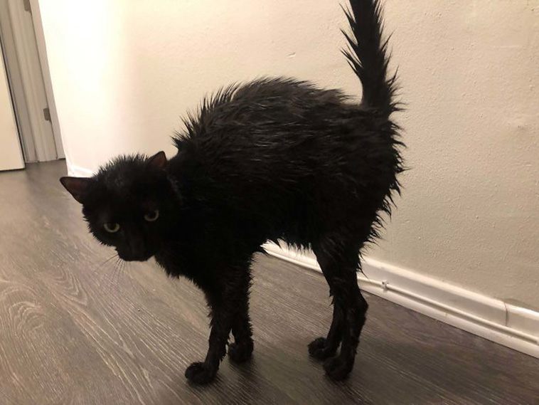 cute black cat