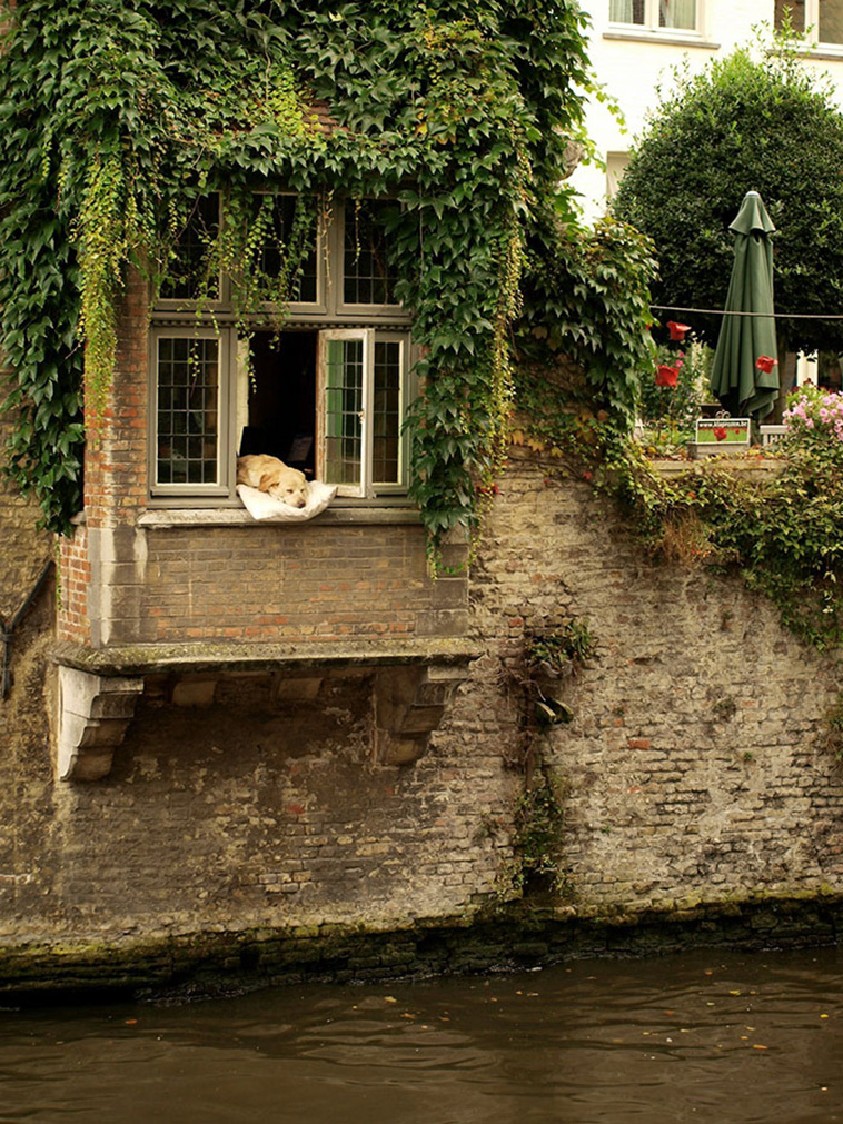 Photographed Dog In Bruges