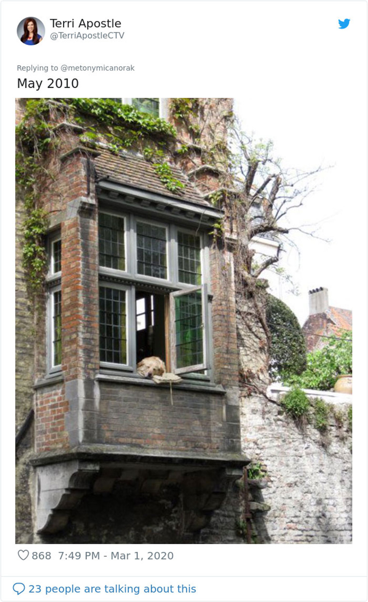 Photographed Dog In Bruges