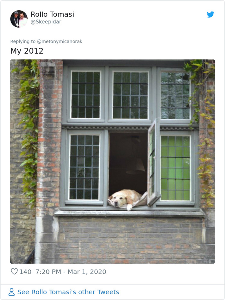 Photographed Dog