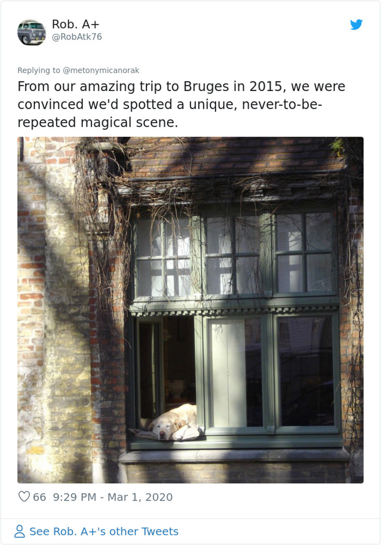 Photographed Dog