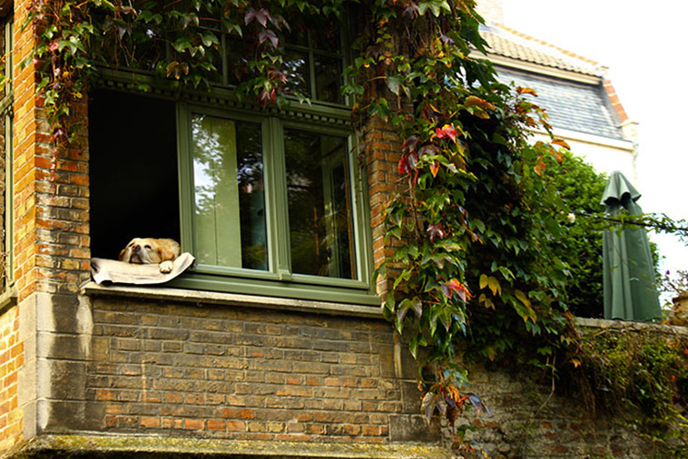 famous window dog 