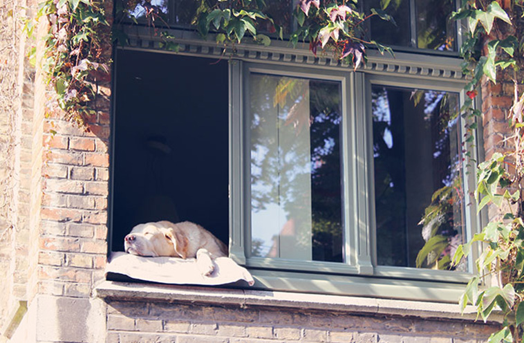  Dog on window