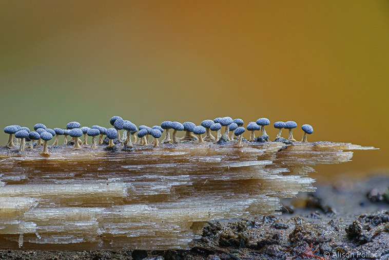 fungi photos
