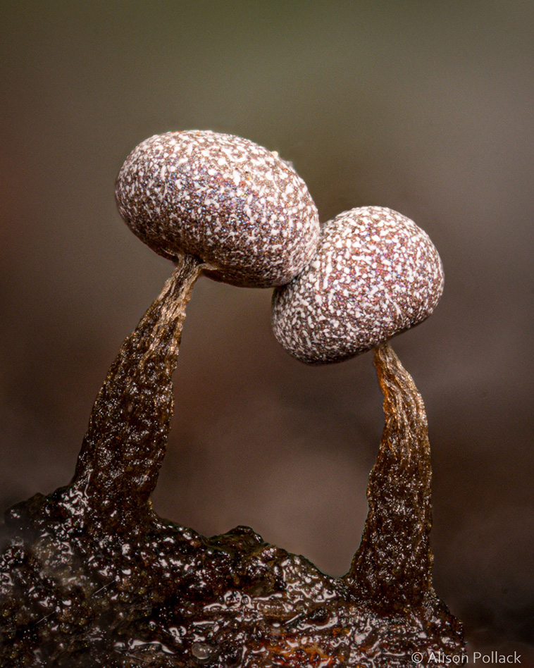 fungi photos
