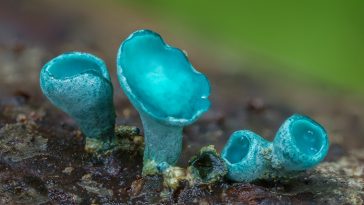 macro fungi