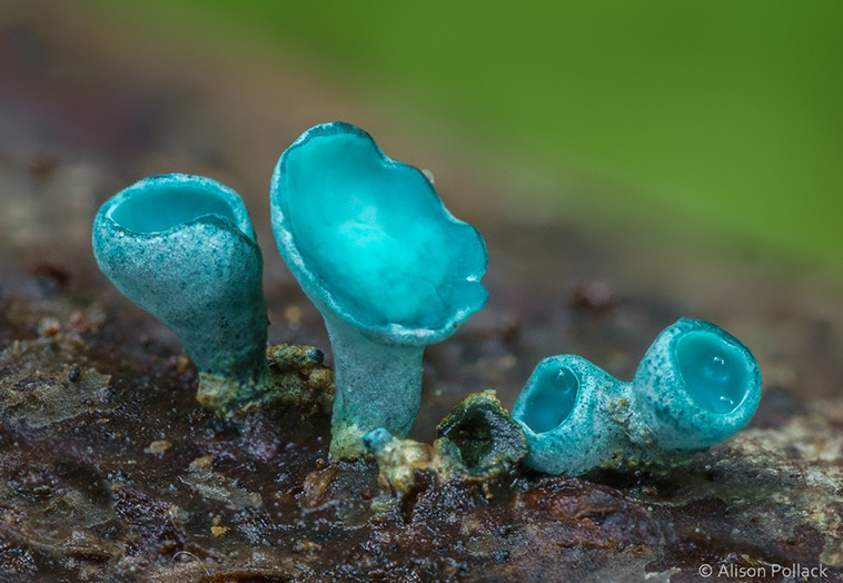 macro fungi