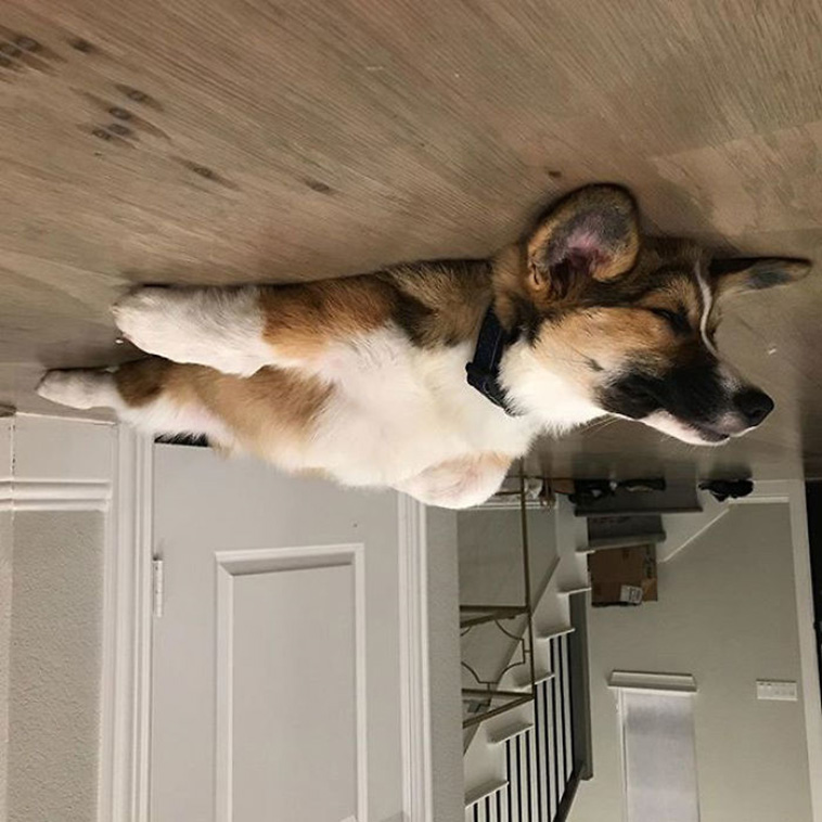 dog balloonb ceiling