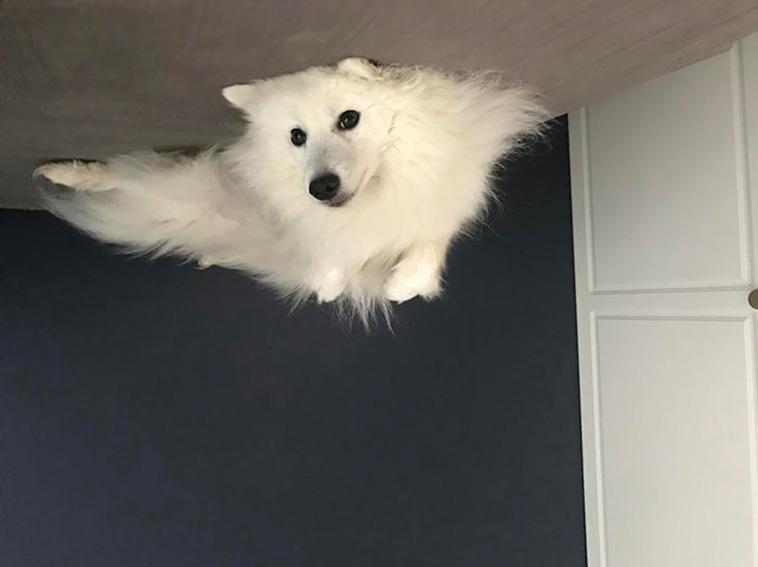 dog balloon ceiling