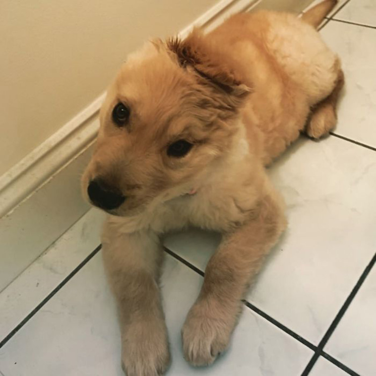 Golden With One Ear