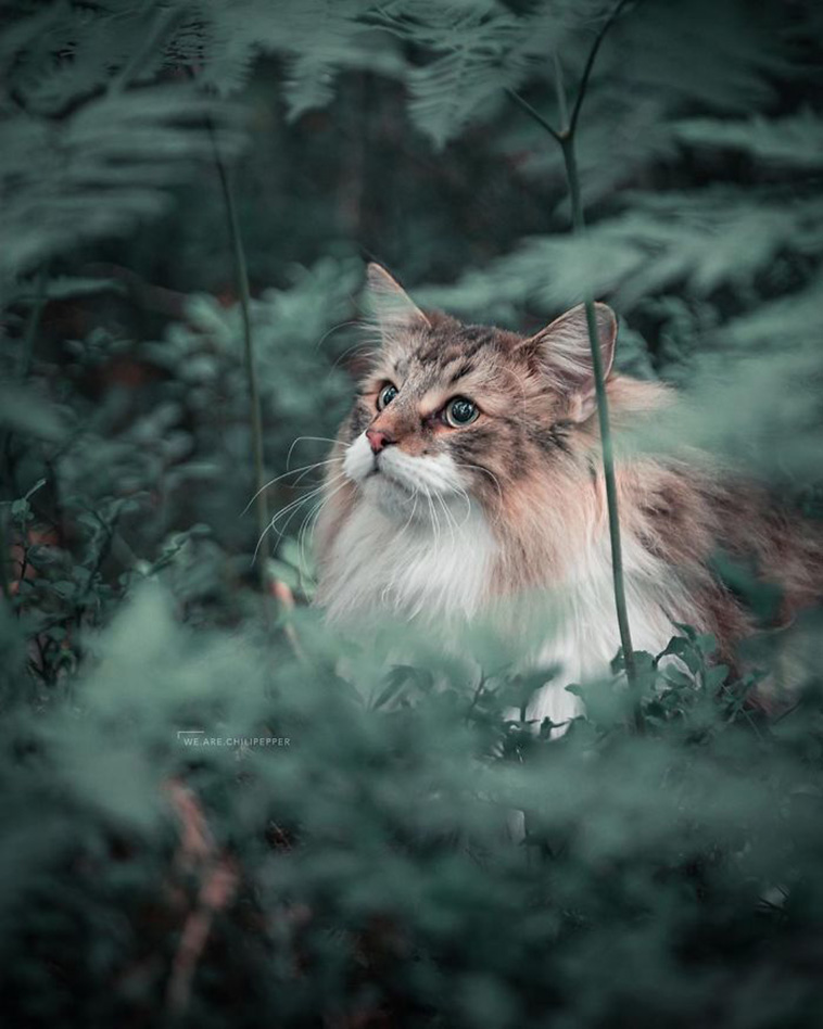 forest cat