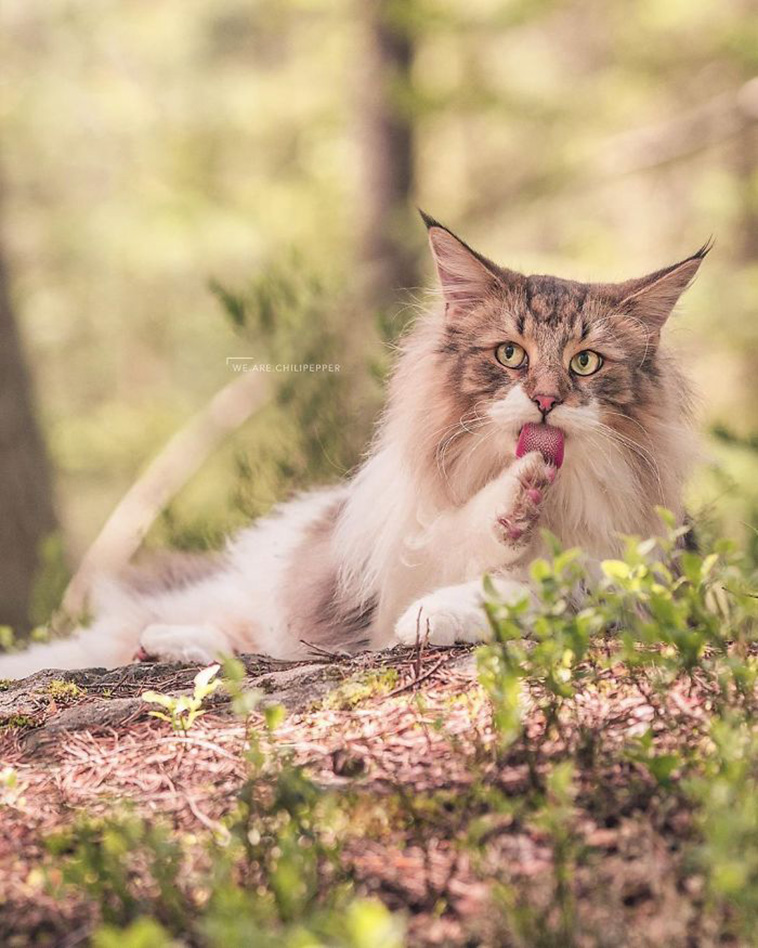 forest cat