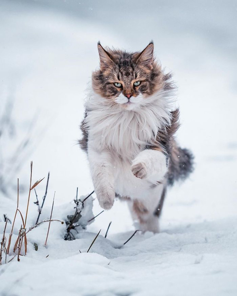 running cat