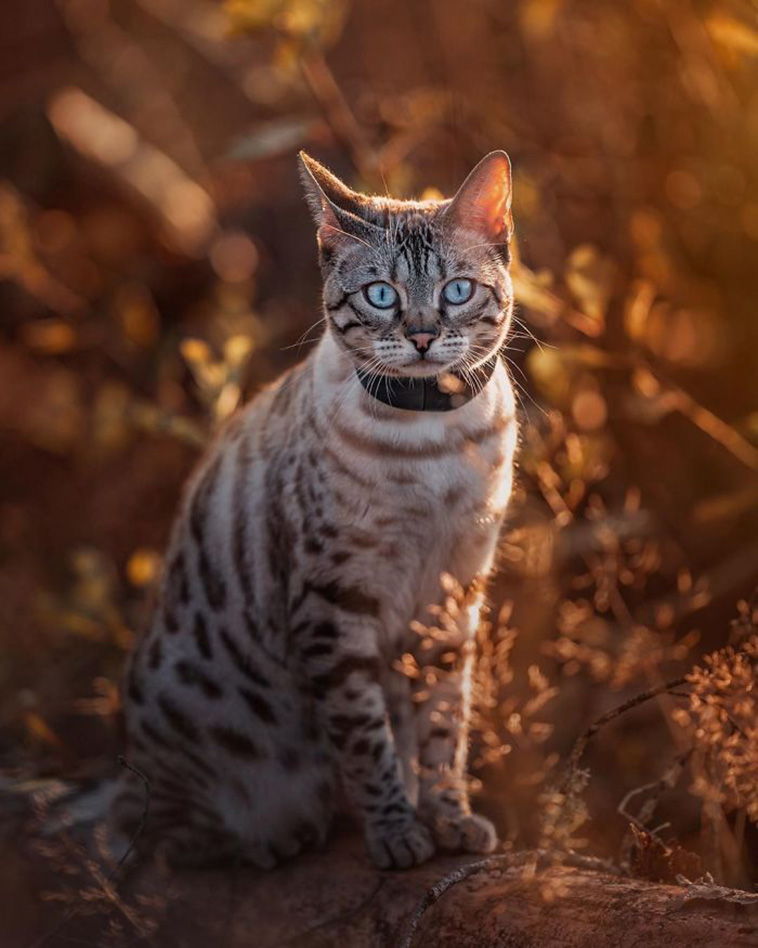 forest cat