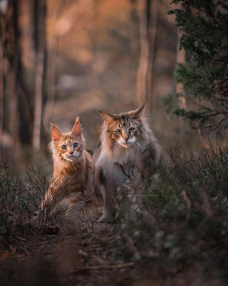 forest cats