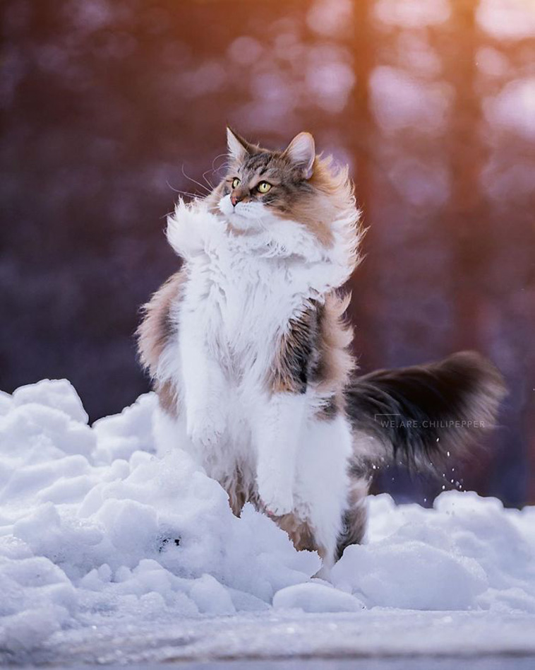 cat plays snow