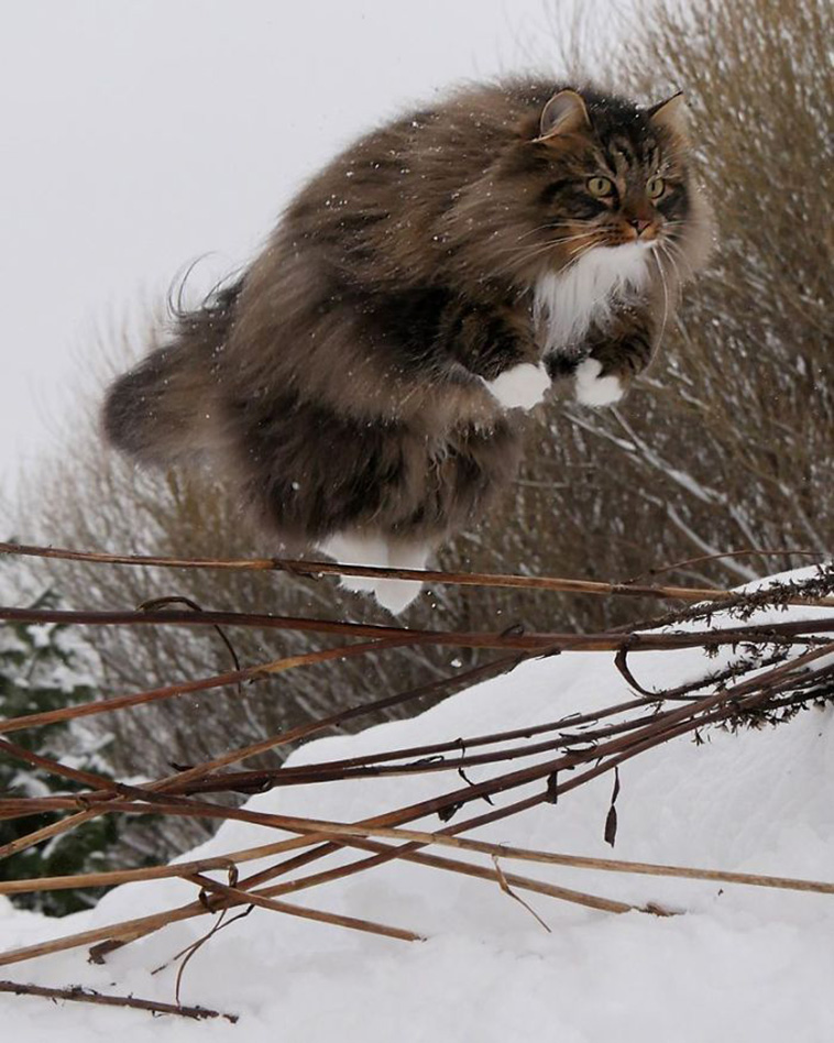 norwegian forest cats sampy hiskias