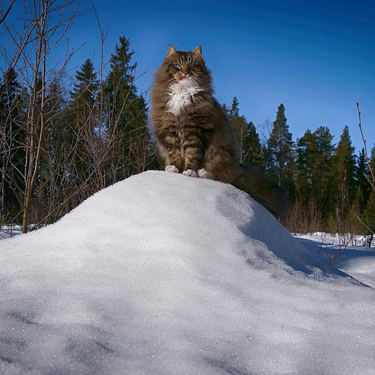 forest cats