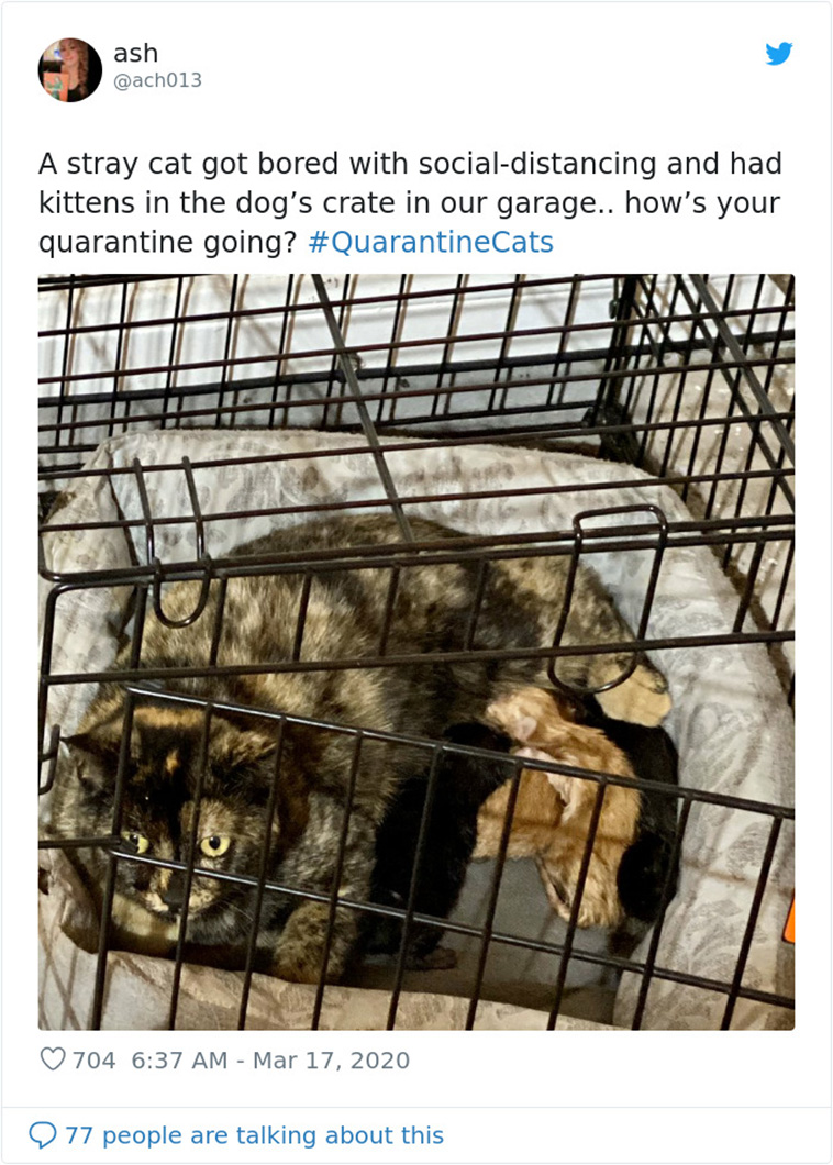  Cats In Quarantine