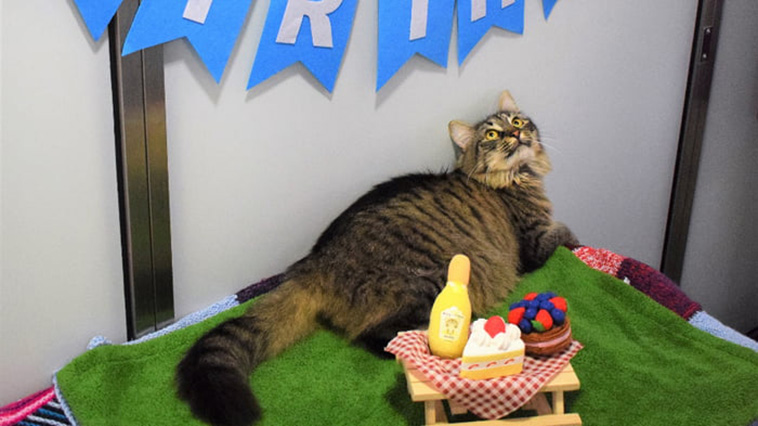 shelter organizes cat birthday