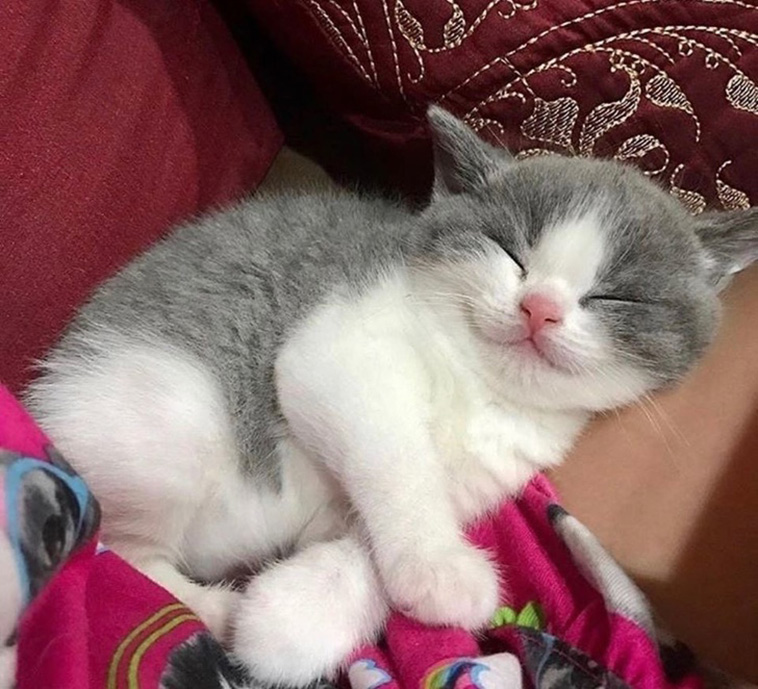 sleeping kitty