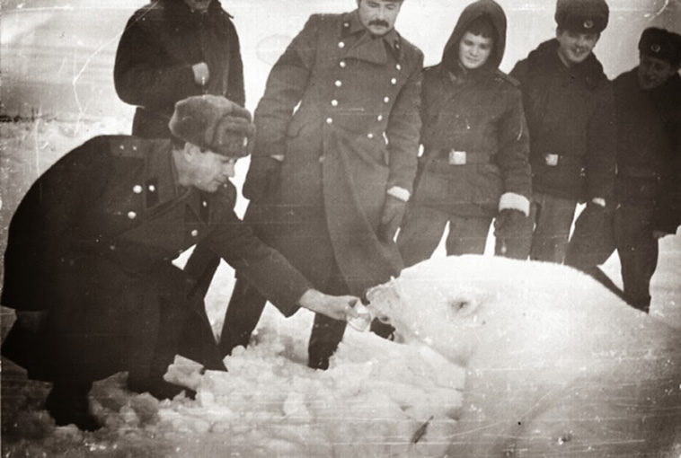 soldiers feeding polar bears