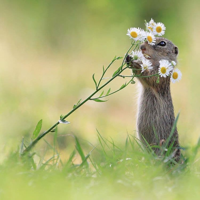 small animal smells flowers