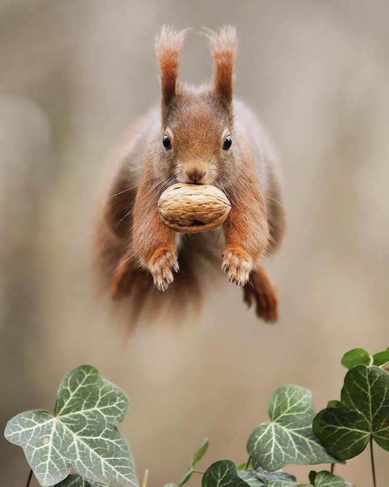 squirrel with nuts