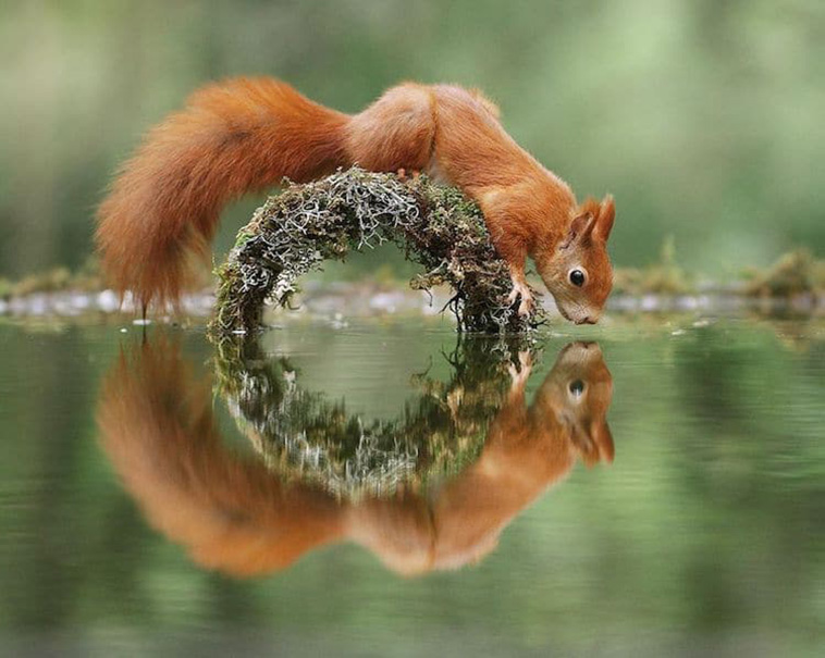 squirrel reflection