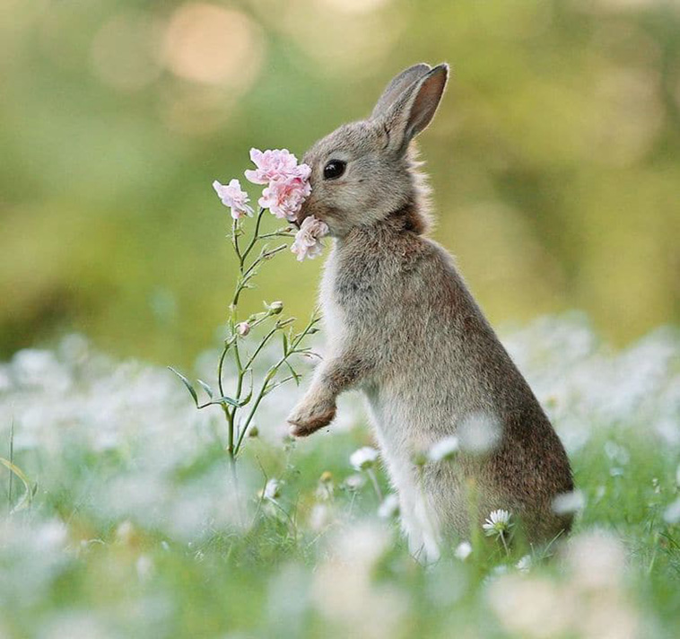 rabbit smells flower