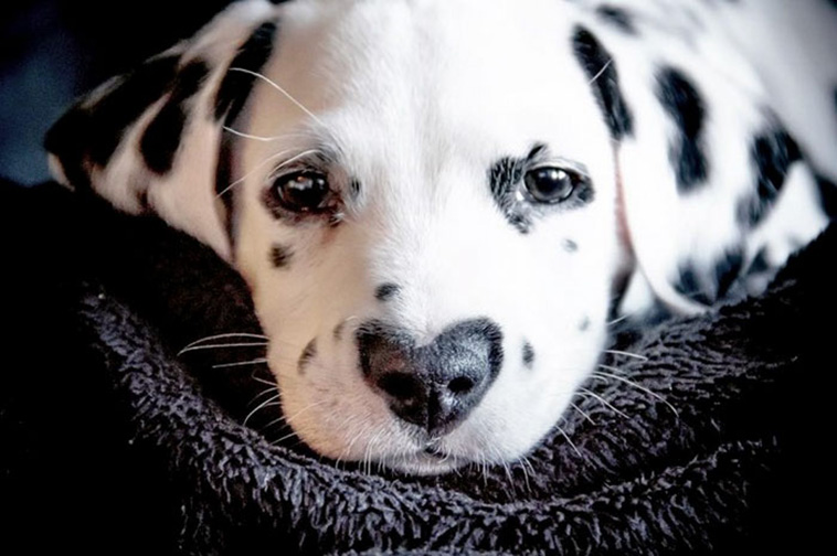 cute Dalmatian