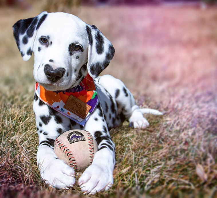 cute Dalmatian