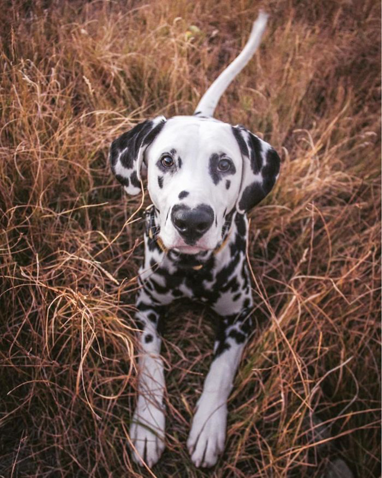 the Dalmatian dog