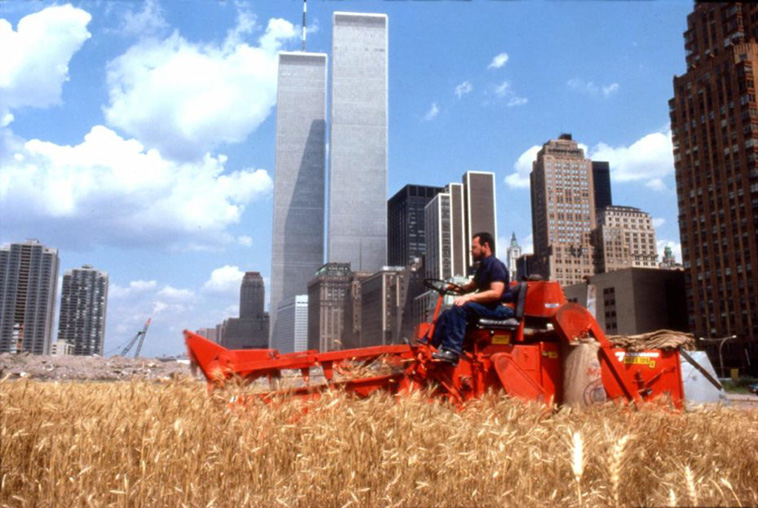 wheat field in new york