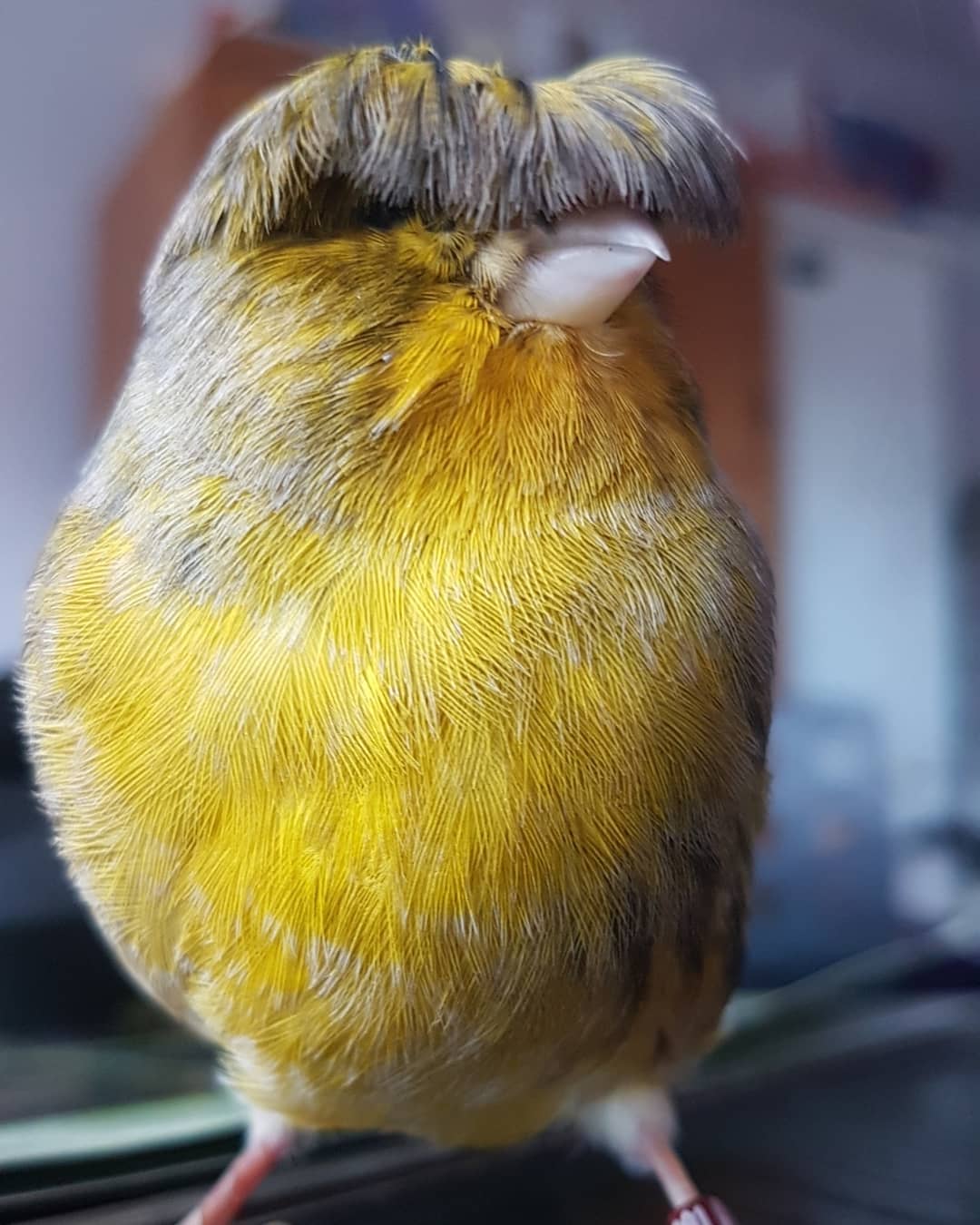Gloster Canary