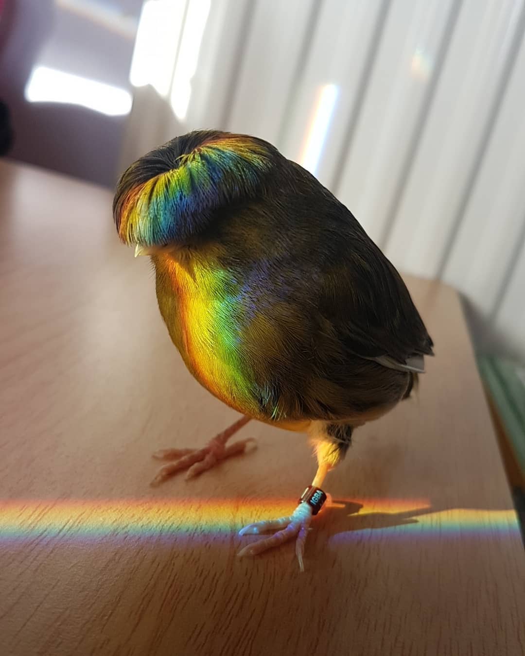 Gloster Canary