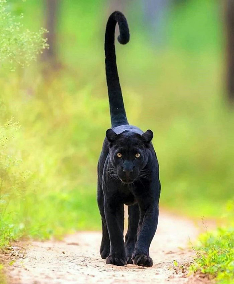 black panthers