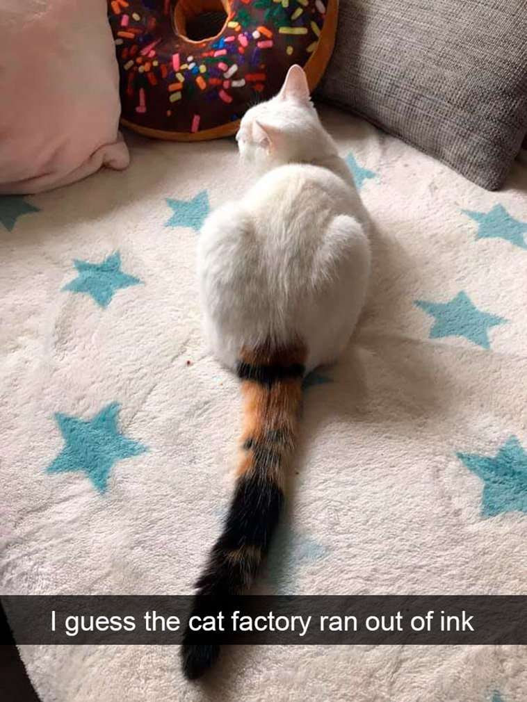 funny cats