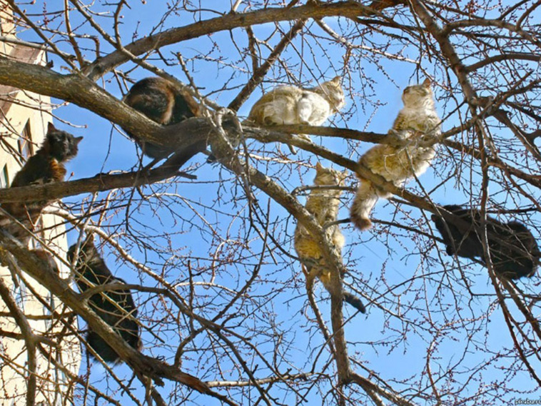 cats in tree