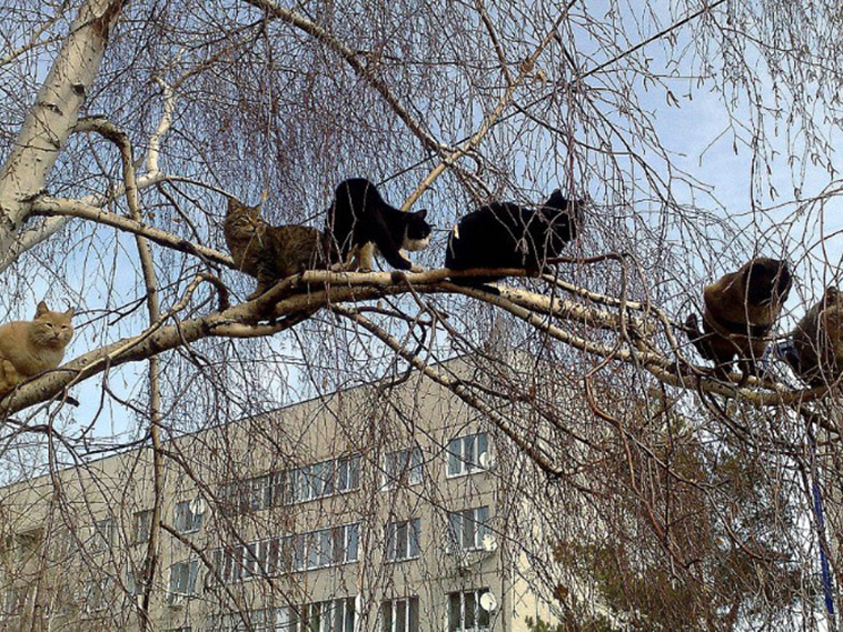 cats in tree