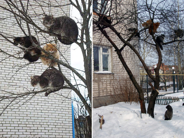 cats in tree