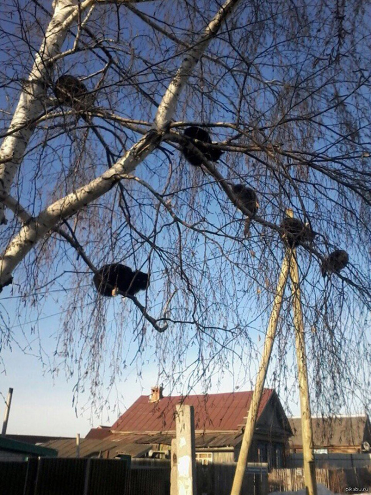 cats in tree