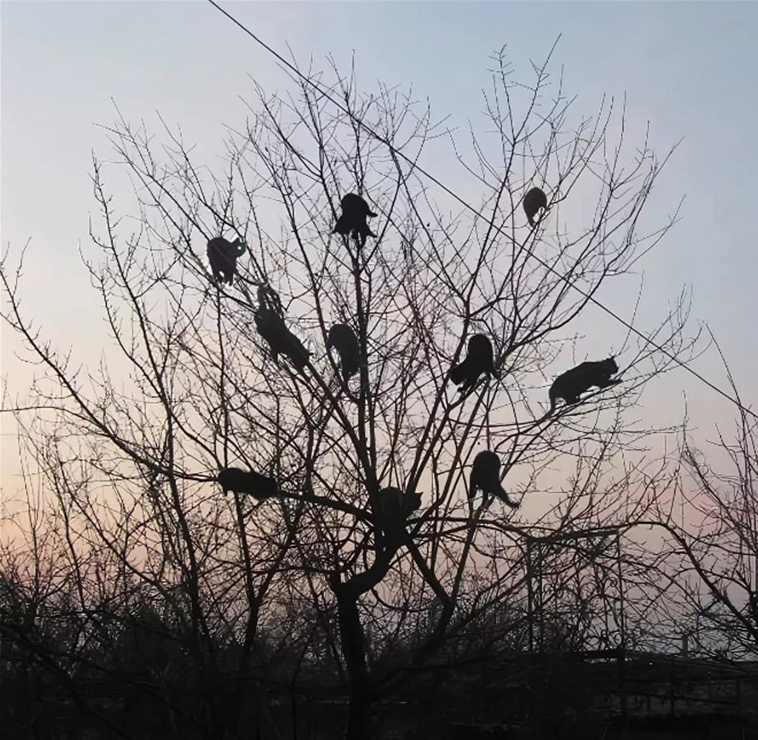 cats on tree