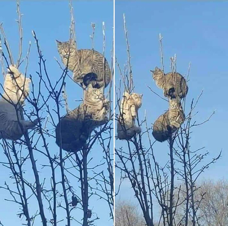 cats in tree
