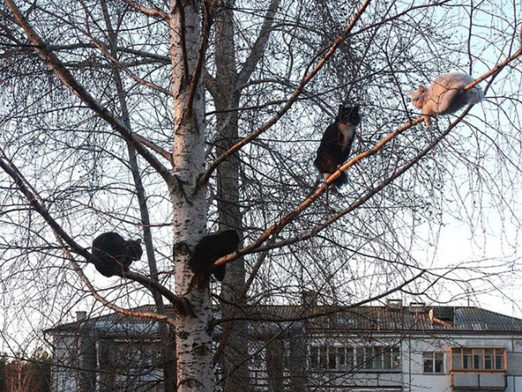 cats on tree