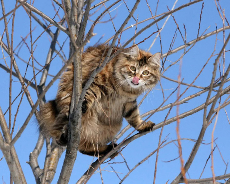 cats on tree