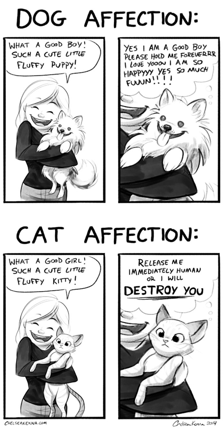 cat and dog 