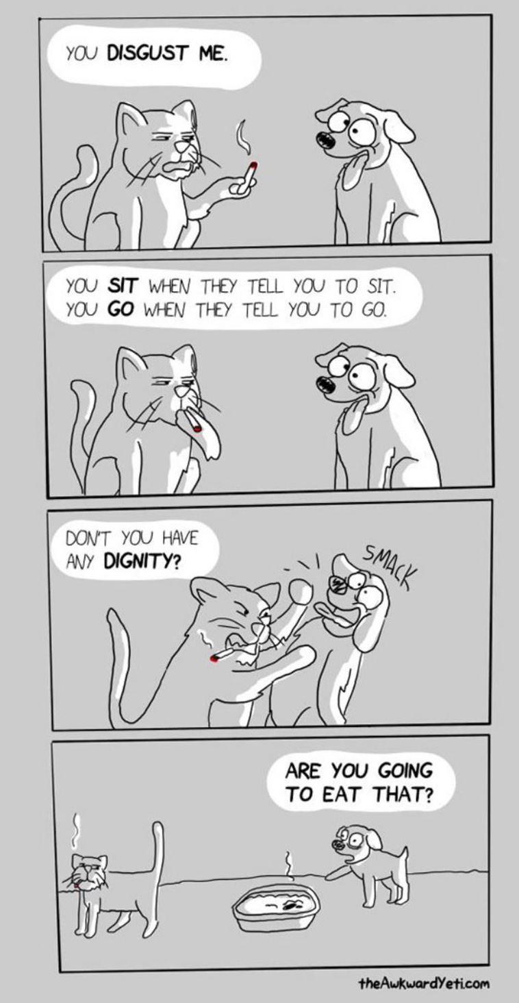 cats and dogs