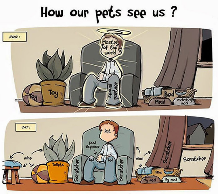 cats and dogs comics